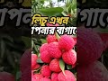 🍒 লিচু চাষ ও ফলের সম্পূর্ণ তথ্য 🍒 সুস্বাদু ও লাভজনক ফল🍒 #fruit#SpxPlants #ফলচাষ #agriculture#food