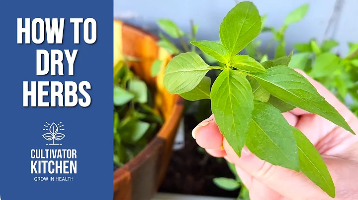 How to Dry Herbs 🌿 Chicago Balcony Garden!