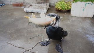 A Cormorant Eats A Fish Bigger Than Its Own Head In Seconds #Fishing