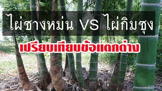 ไผ่ซางหม่น VS ไผ่กิมซุง เปรียบเทียบข้อแตกต่างให้ชมครับ