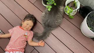 どさくさに紛れてモフられる猫　ノルウェージャンフォレストキャット　ラガマフィンcat that can be touched without noticing it. Norwegian.