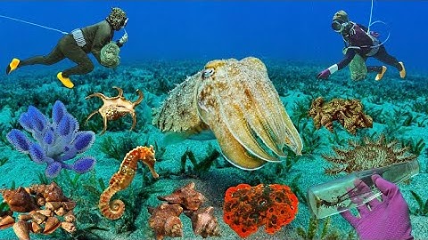 Ở Độ Sâu 20 Mét Thợ Lặn Bắt Được Nhiều Hàng Ngon | Cảnh 86