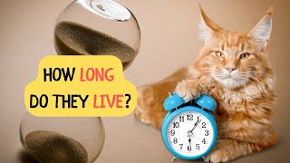 How Long Cats Live - Increase Their Life Time With These Tips by Purring Loaf 61 views 1 year ago 5 minutes, 8 seconds
