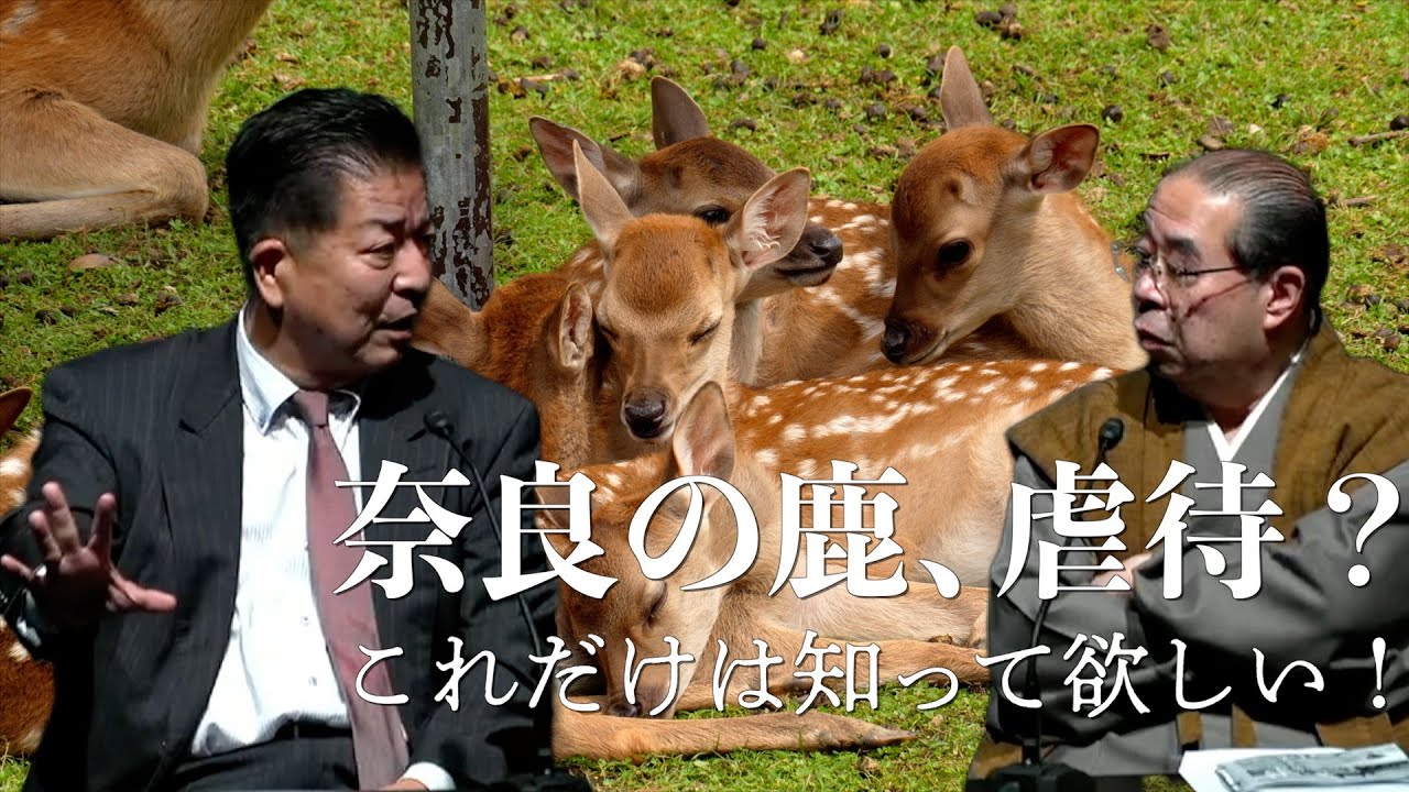 Nara's deer abuse issue: What you need to know - YouTube