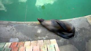 Sea Lion - KC Zoo