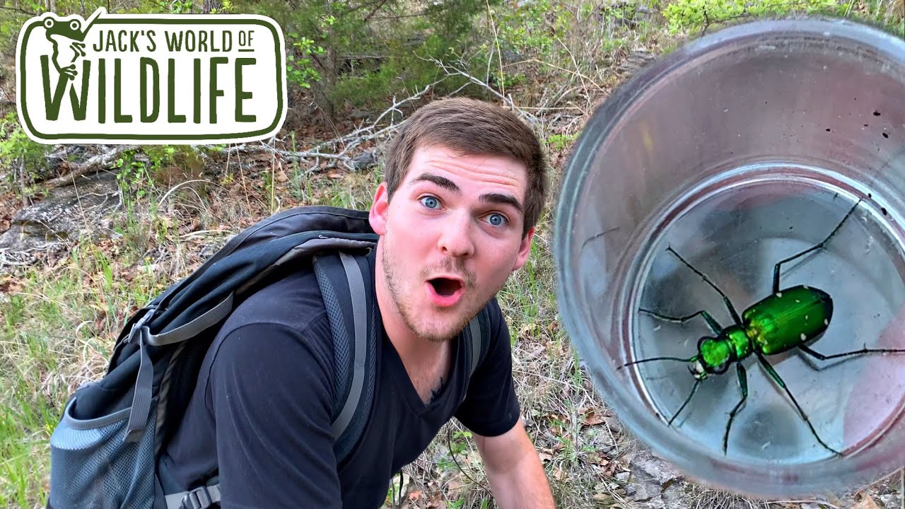 giant stag beetle backpack