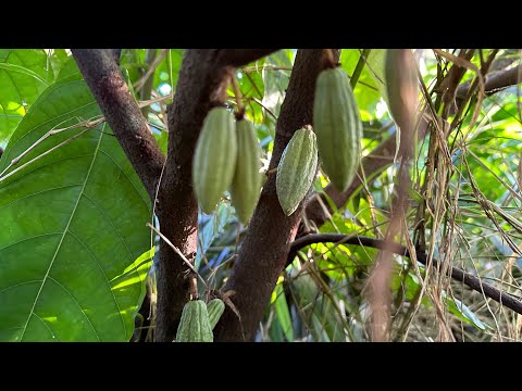 Florida Natural Farming