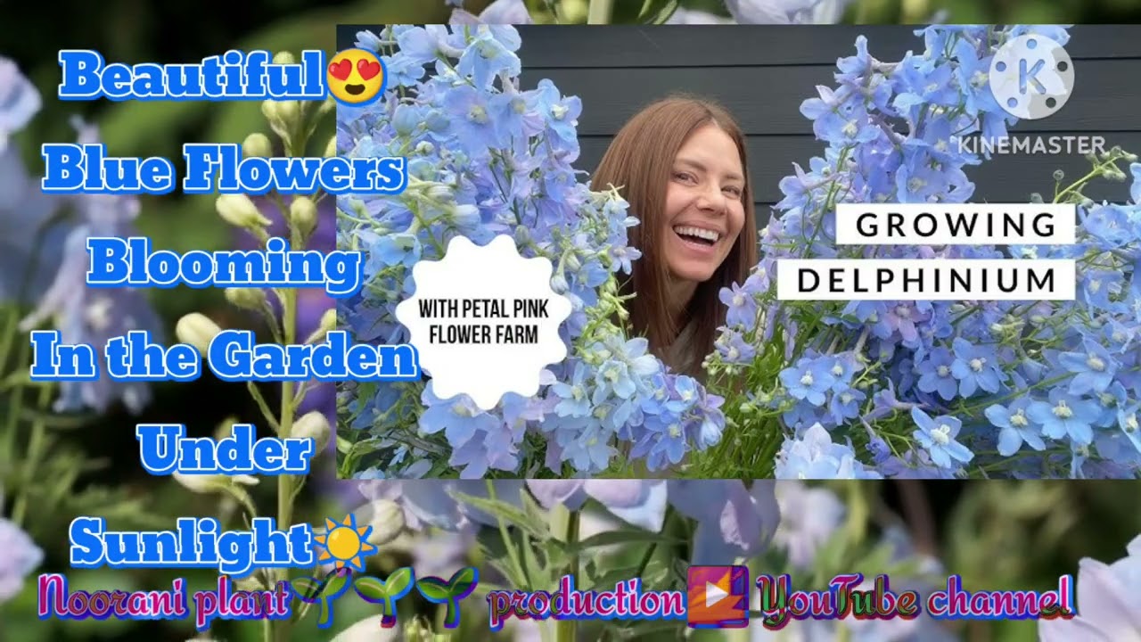 About Delphinium Flowers