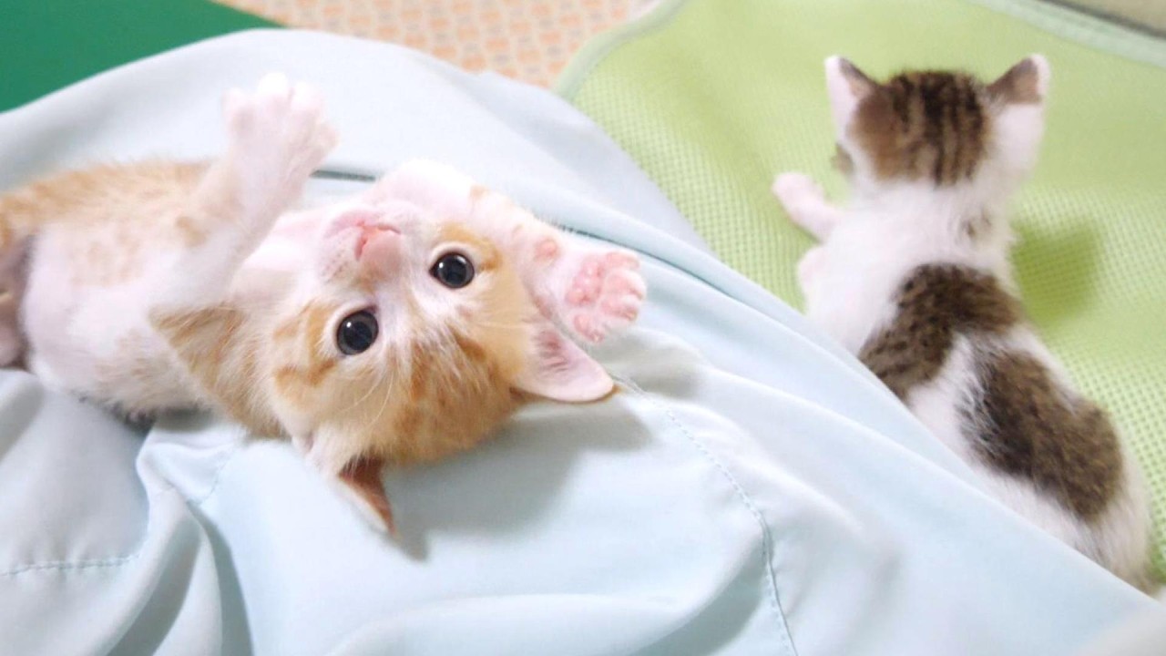 おてんば過ぎる子猫が弟を投げ飛ばしちゃった💦【赤ちゃん猫　保護猫】