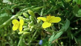 may new natural video\/\/ beautiful yellow flowers\/\/🍁🍁🍁🍁