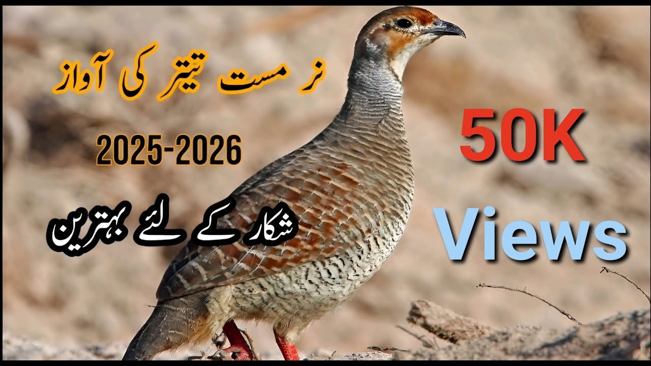 Male Grey Francolin Call for Hunting  نر مست تیتر کی آواز   ⁨@harfemutabar⁩   Zain Hunter