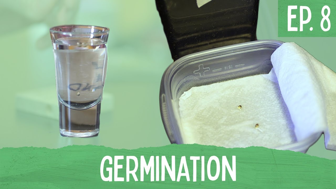 Ep. 8 - Germination