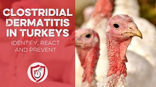 Clostridial Dermatitis: Turkey Diseases and Treatment