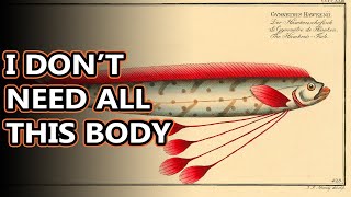 Oarfish facts: ribbons of the sea | Animal Fact Files