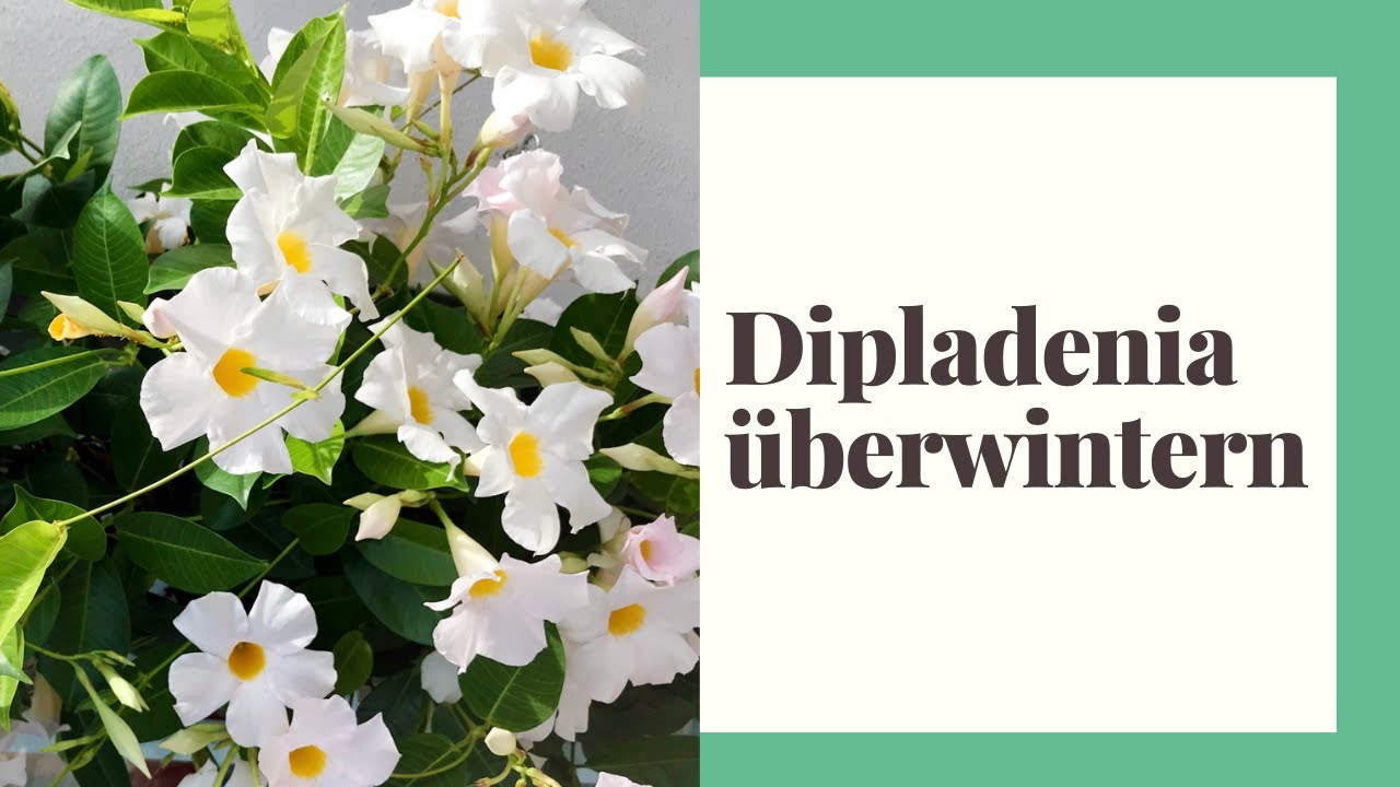 dünger für plumeria Purgrün Frangipani-Dünger 1 Liter main image 1
