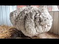 Sie fanden ein Schaf, das mit 40 Kilo überwucherter Wolle zu laufen versucht!