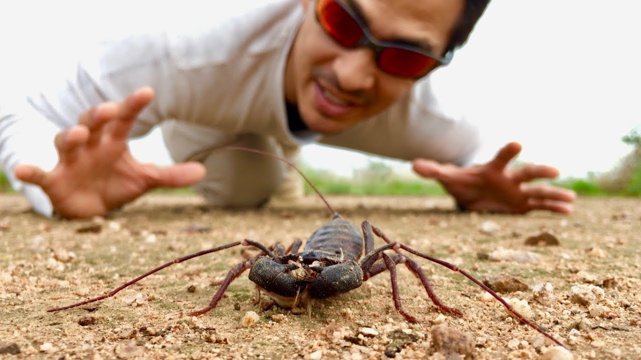 Giant Whip Scorpion