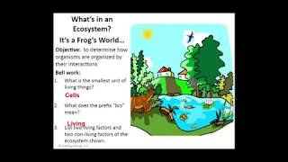 What&#39;s in an Ecosystem  It&#39;s a Frog&#39;s World   Google Slides