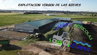 Ensilado de centenos 2020//rye silage//Trabajos Agricolas Sagaduero//MavicProDJI//GoProHD//Insta 360