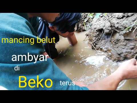 MANCING BELUT AMBYAR DI BEKO TERUS-FISHING EEL