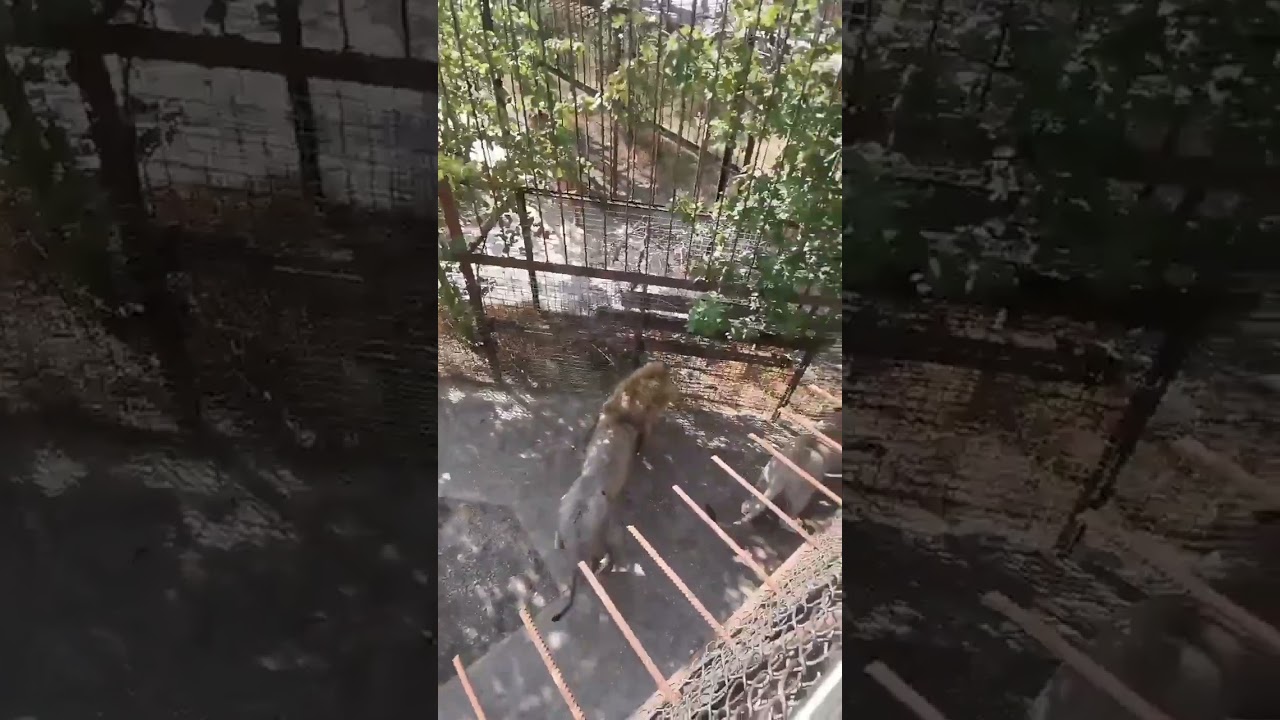 Суета у львов в Тайгане!