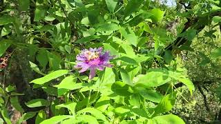 Three bees visit a passion flower