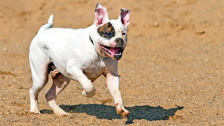 American Bulldog  The Versatile Working Dog  (History and Characteristics)