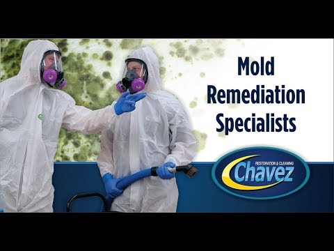 BLACK MOLD (Stachybotrys Chartarum) information with Your Restoration Advocate