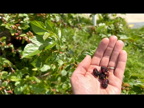 The Easiest Fruit Tree (That Gives you Free Organic Berries for LIFE!)
