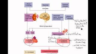 Factors Affecting Blood Pressure