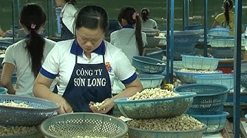 Tin tức 24h: Ngành điều đặt mục tiêu xuất khẩu 4 tỷ USD vào năm 2020