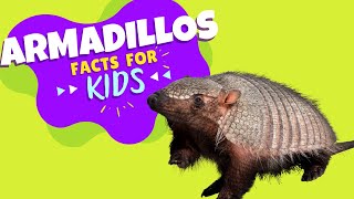 All About Armadillos  Armadillo Facts for Kids
