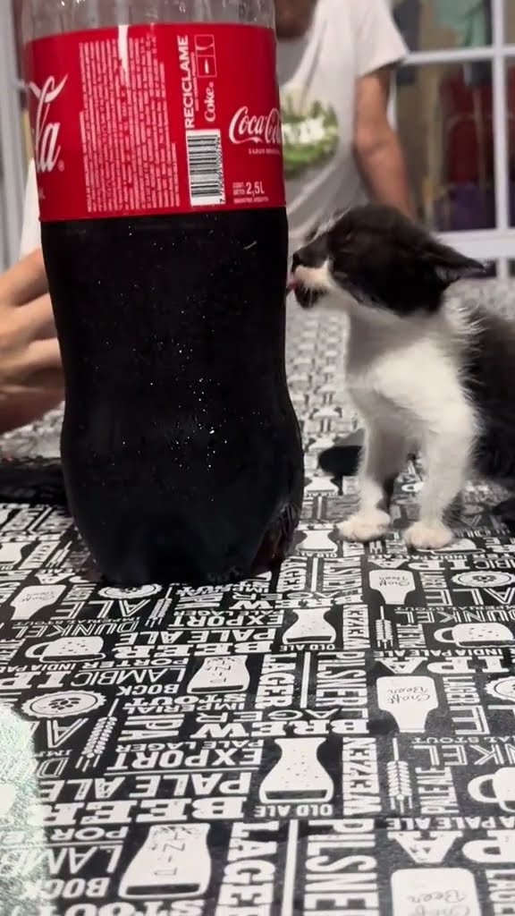 bébé chaton très mignon