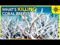 What's Killing The Coral Reefs?