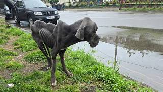 Download Lagu Starving Dog on the Roadside Collapses and Begs: \ MP3