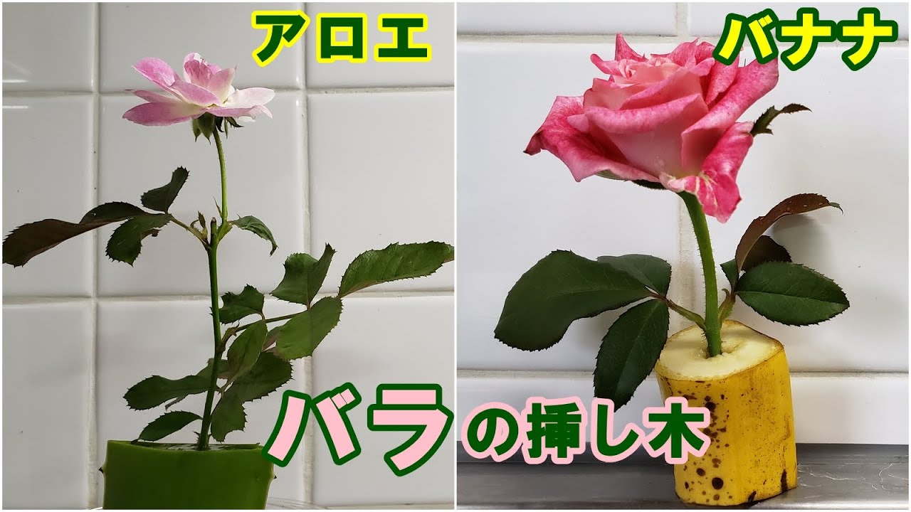 やってみた 1 バラの挿し木 アロエとバナナ で検証 Traial 1 Rose Cuttings In Banana And Aloe Vera Youtube