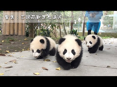《熊貓主題趴》警告：三頭萌獸正在逼近……| iPanda熊貓頻道