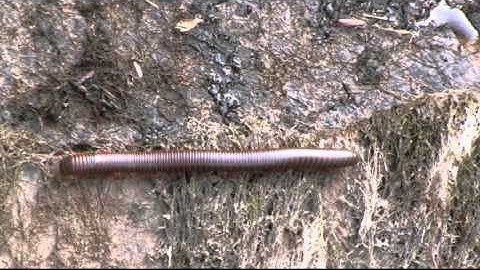 GENETIC EVIDENCE FOR EVOLUTION: IRREDUCIBLE COMPLEXITY IN CELL CYCLE GENES?