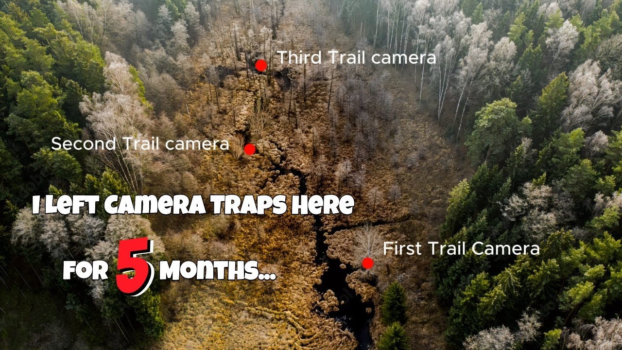 I Left 3 Trail Cameras at a Creek for 5 Months! Here's what happened!
