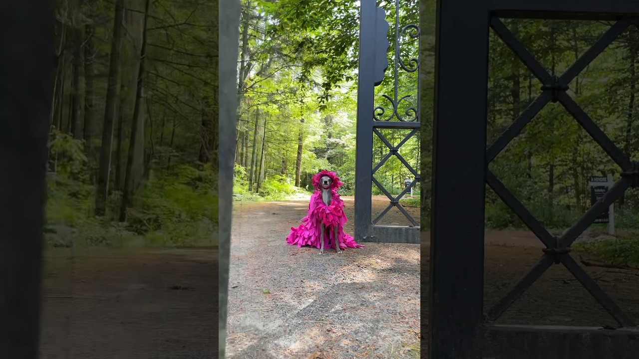 Glamorous Dog Runs Through the Countryside - Taylor Swift’s August