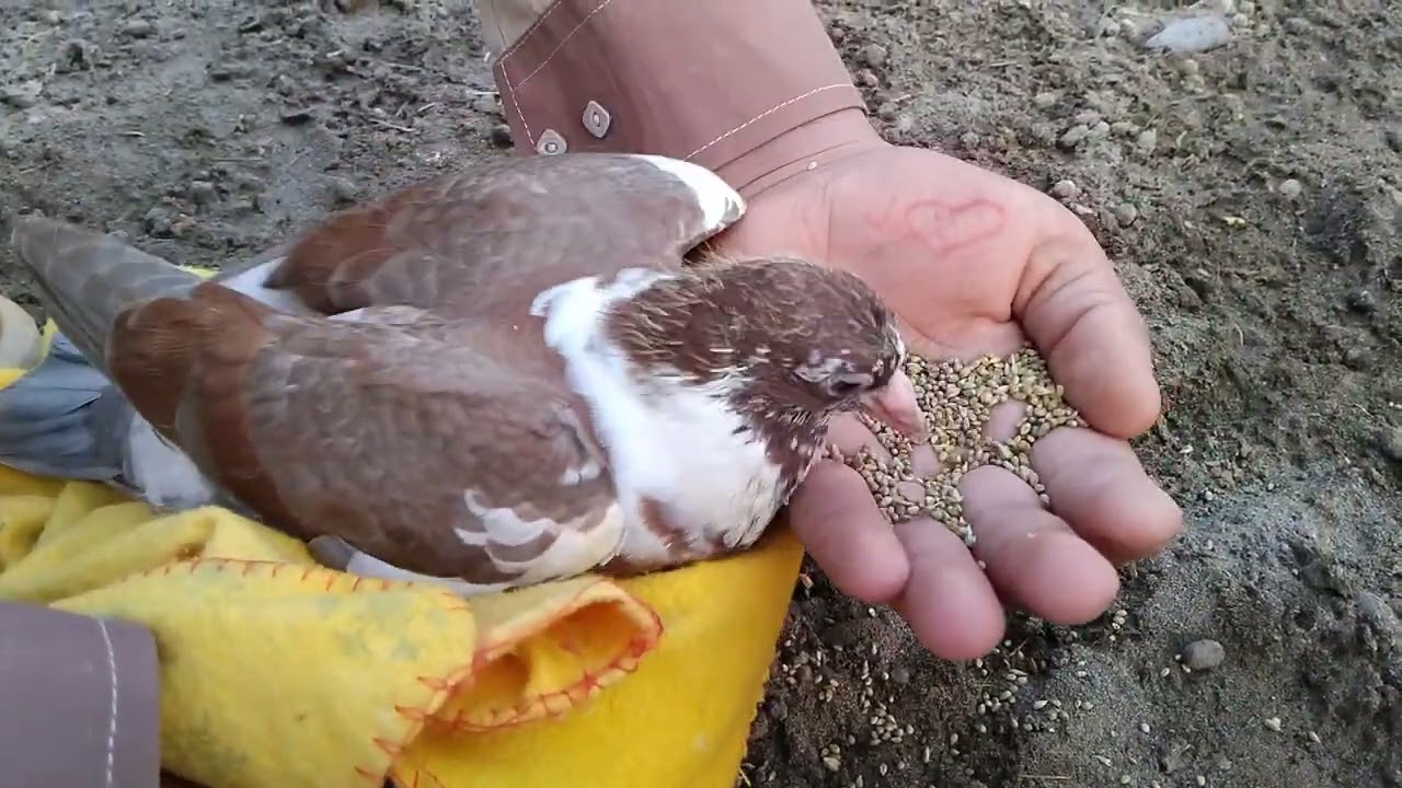 Baby Pigeon Eating Seeds from Hand|| Cute & Trusting Pigeon Chick