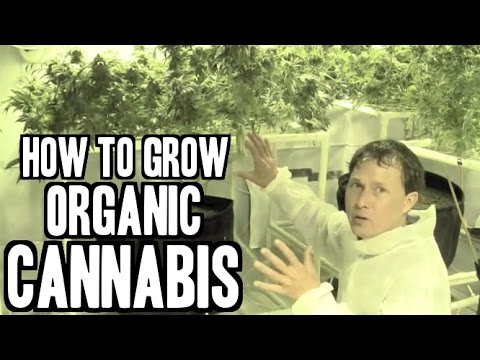 ვიდეო: როგორ გავზარდოთ მცენარეები ორგანულად შენობაში
