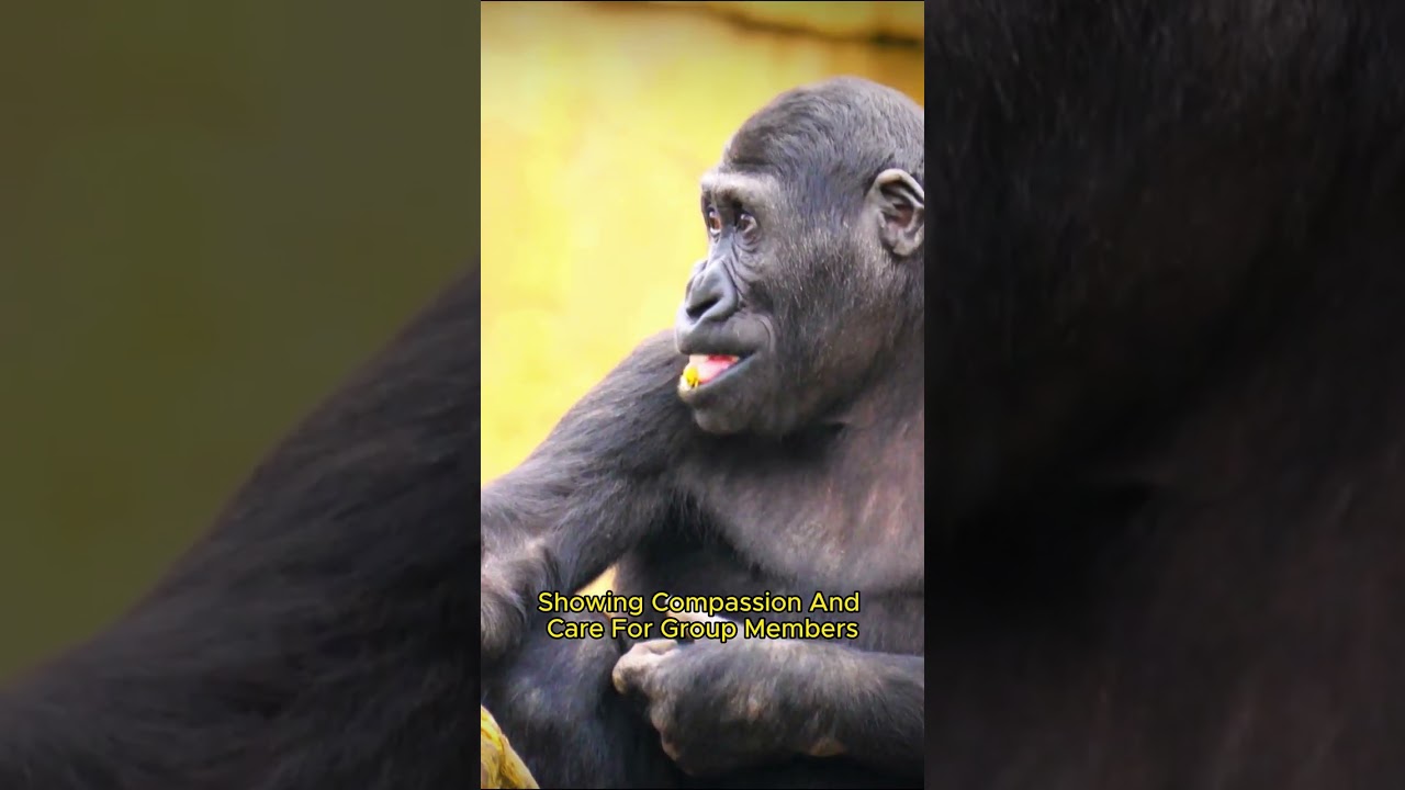 Gorilla Realms: Exploring the Complexity of Our Primate Kin #shorts #4k