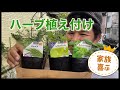 【家族が喜ぶ】ハーブ植え付けました！の巻き！