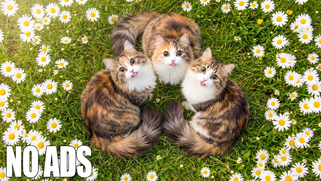 12 ЧАСОВ “Sleepy Cat” Музыка 🐈 Снятие тревоги разлуки 🎵 Тихий дом, когда одна 🎹 Без рекламы