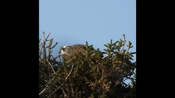 this is the last video for young Osprey so far #birds #nest #nature #osprey #birdofprey #wildlife