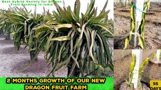 2 Months Growth of our New Dragon Fruit Farm|Best Variety for Faster Growth and Higher yeild