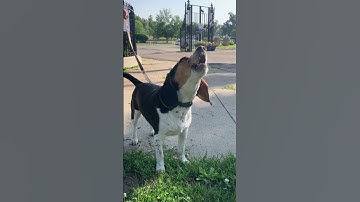 Billy Gives a Howl #beagle #howl #dog #BillyBeagle