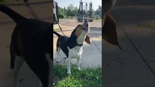 Billy Gives a Howl #beagle #howl #dog #BillyBeagle