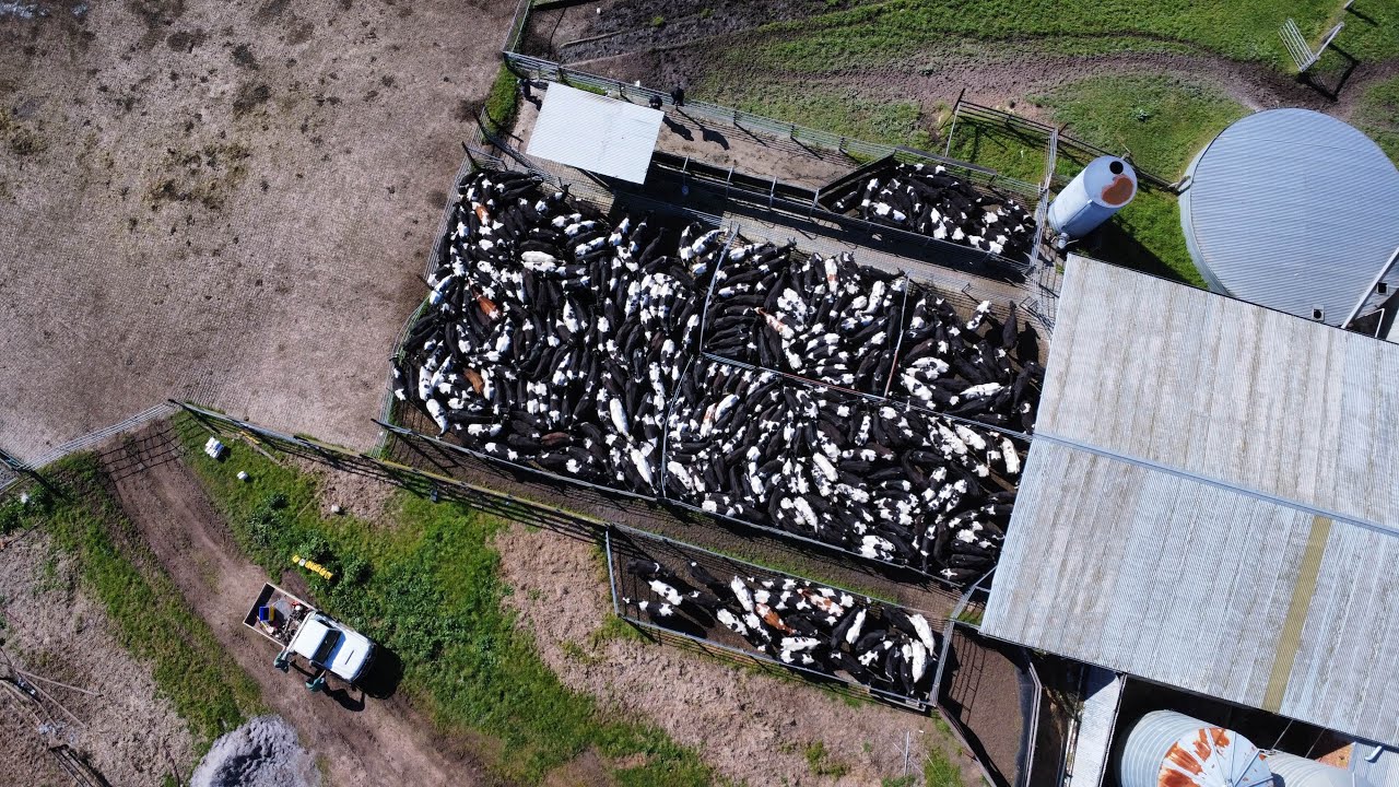 KANDANG SIAP ‼️ SAPI AUSTRALIA SIAP BERDATANGAN 🐄